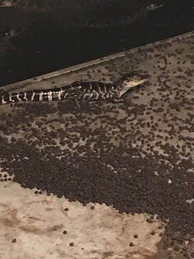 Baby Alligator